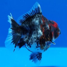 画像7: タイ産　超短オランダ　キャリコ　8cm± (7)