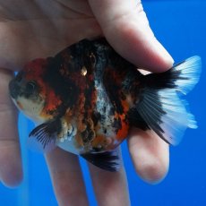 画像6: タイ産　超短オランダ　キャリコ　8cm± (6)