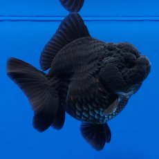 画像2: タイ産　超短オランダ　真っ黒　8cm± (2)