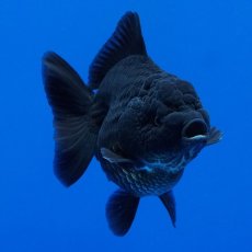 画像13: タイ産　超短オランダ　真っ黒　8cm± (13)
