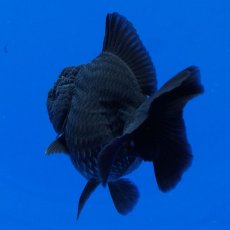画像12: タイ産　超短オランダ　真っ黒　8cm± (12)