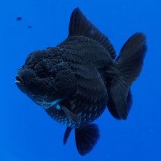 画像11: タイ産　超短オランダ　真っ黒　8cm± (11)