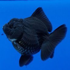 画像9: タイ産　超短オランダ　真っ黒　8cm± (9)