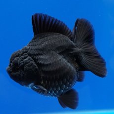 画像1: タイ産　超短オランダ　真っ黒　8cm± (1)