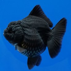 画像4: タイ産　超短オランダ　真っ黒　8cm± (4)