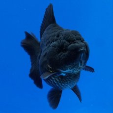 画像3: タイ産　超短オランダ　真っ黒　8cm± (3)