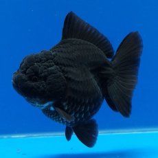 画像8: タイ産　超短オランダ　真っ黒　8cm± (8)