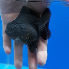 画像7: タイ産　超短オランダ　真っ黒　8cm± (7)
