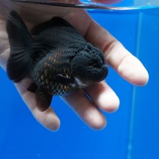 画像6: タイ産　超短オランダ　真っ黒　8cm± (6)