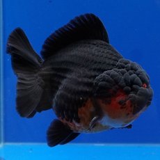 画像1: タイ産　超短オランダ　赤黒　12cm± (1)