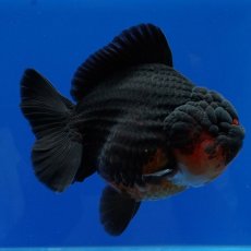 画像17: タイ産　超短オランダ　赤黒　12cm± (17)