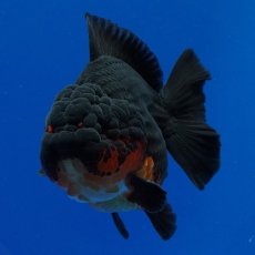 画像3: タイ産　超短オランダ　赤黒　12cm± (3)