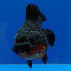 画像16: タイ産　超短オランダ　赤黒　12cm± (16)