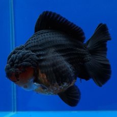 画像2: タイ産　超短オランダ　赤黒　12cm± (2)