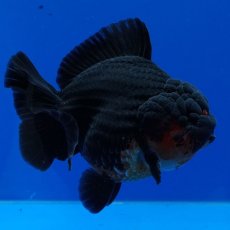 画像15: タイ産　超短オランダ　赤黒　12cm± (15)