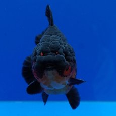 画像14: タイ産　超短オランダ　赤黒　12cm± (14)