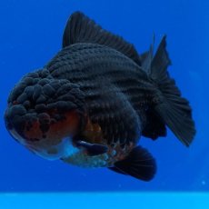 画像12: タイ産　超短オランダ　赤黒　12cm± (12)