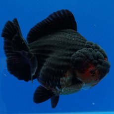 画像11: タイ産　超短オランダ　赤黒　12cm± (11)