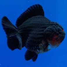 画像9: タイ産　超短オランダ　赤黒　12cm± (9)