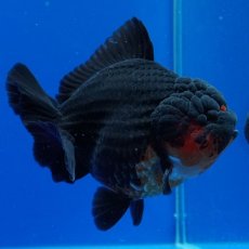 画像8: タイ産　超短オランダ　赤黒　12cm± (8)