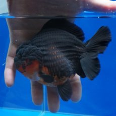 画像7: タイ産　超短オランダ　赤黒　12cm± (7)