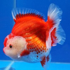 画像32: タイ産　超短オランダ　更紗　12cm± (32)