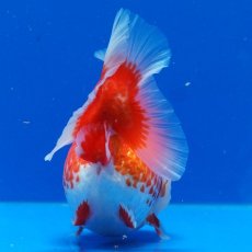 画像30: タイ産　超短オランダ　更紗　12cm± (30)