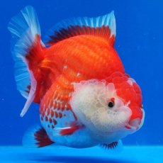 画像29: タイ産　超短オランダ　更紗　12cm± (29)