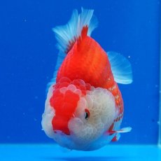 画像28: タイ産　超短オランダ　更紗　12cm± (28)
