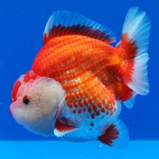 画像27: タイ産　超短オランダ　更紗　12cm± (27)