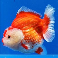 画像25: タイ産　超短オランダ　更紗　12cm± (25)