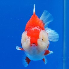 画像24: タイ産　超短オランダ　更紗　12cm± (24)