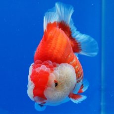 画像23: タイ産　超短オランダ　更紗　12cm± (23)