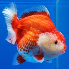 画像9: タイ産　超短オランダ　更紗　12cm± (9)