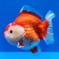 画像7: タイ産　超短オランダ　更紗　12cm± (7)
