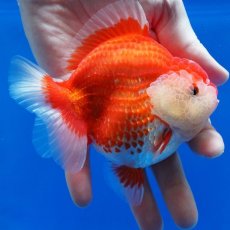 画像5: タイ産　超短オランダ　更紗　12cm± (5)