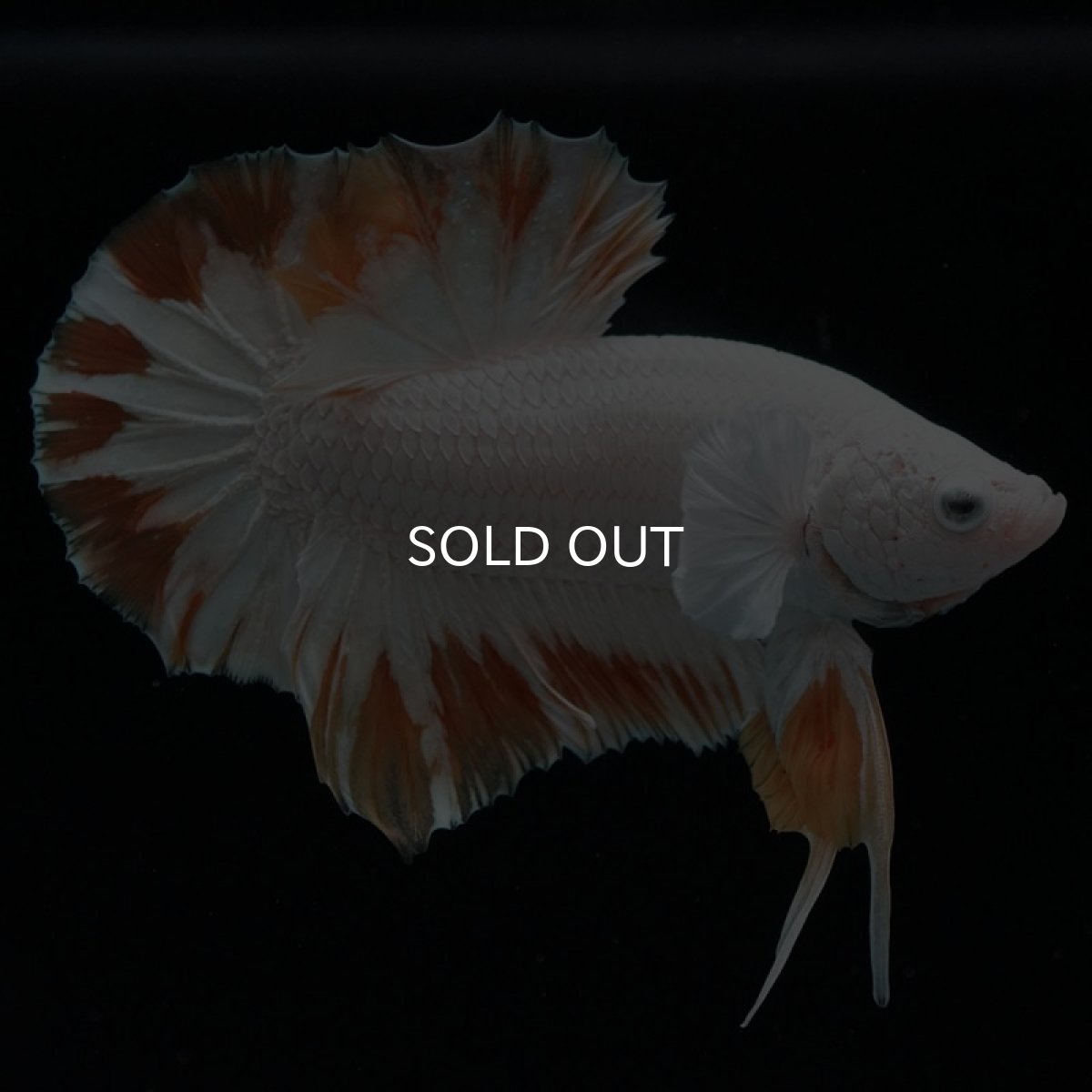 画像4: HMPK プラチナイエロードラゴン スノー (4)