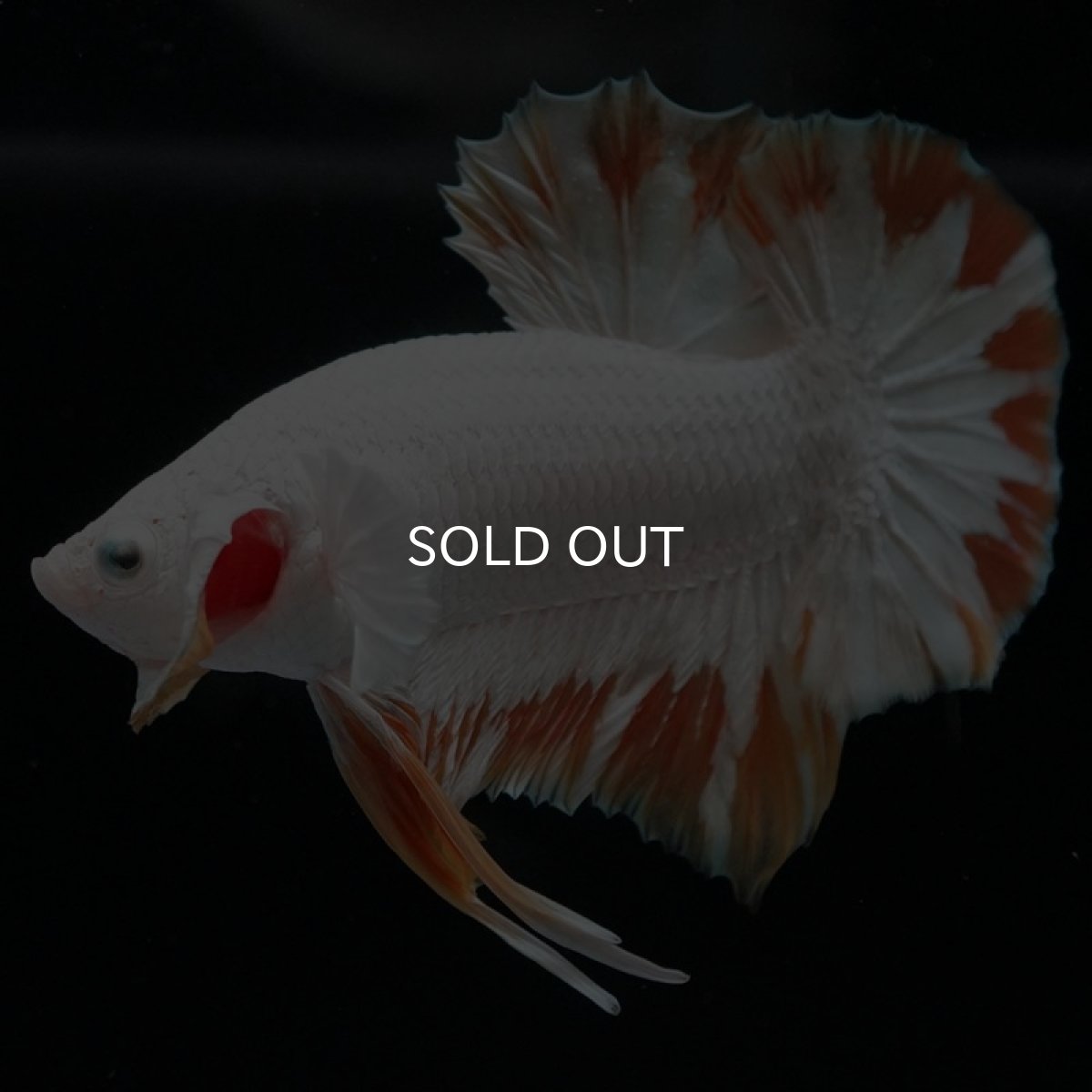 画像7: HMPK プラチナイエロードラゴン スノー (7)