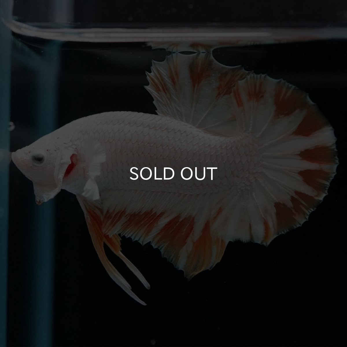 画像9: HMPK プラチナイエロードラゴン スノー (9)