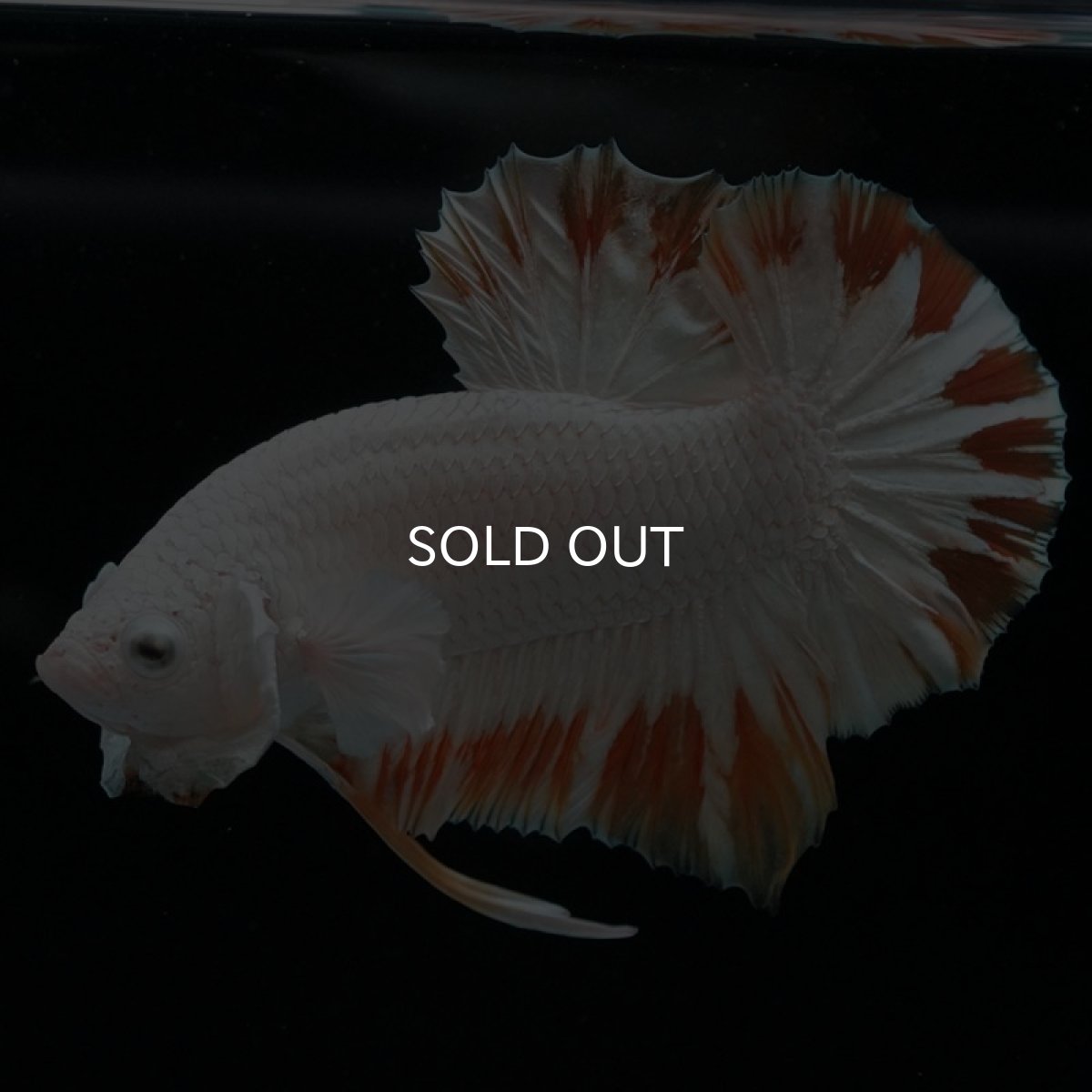 画像5: HMPK プラチナイエロードラゴン スノー (5)