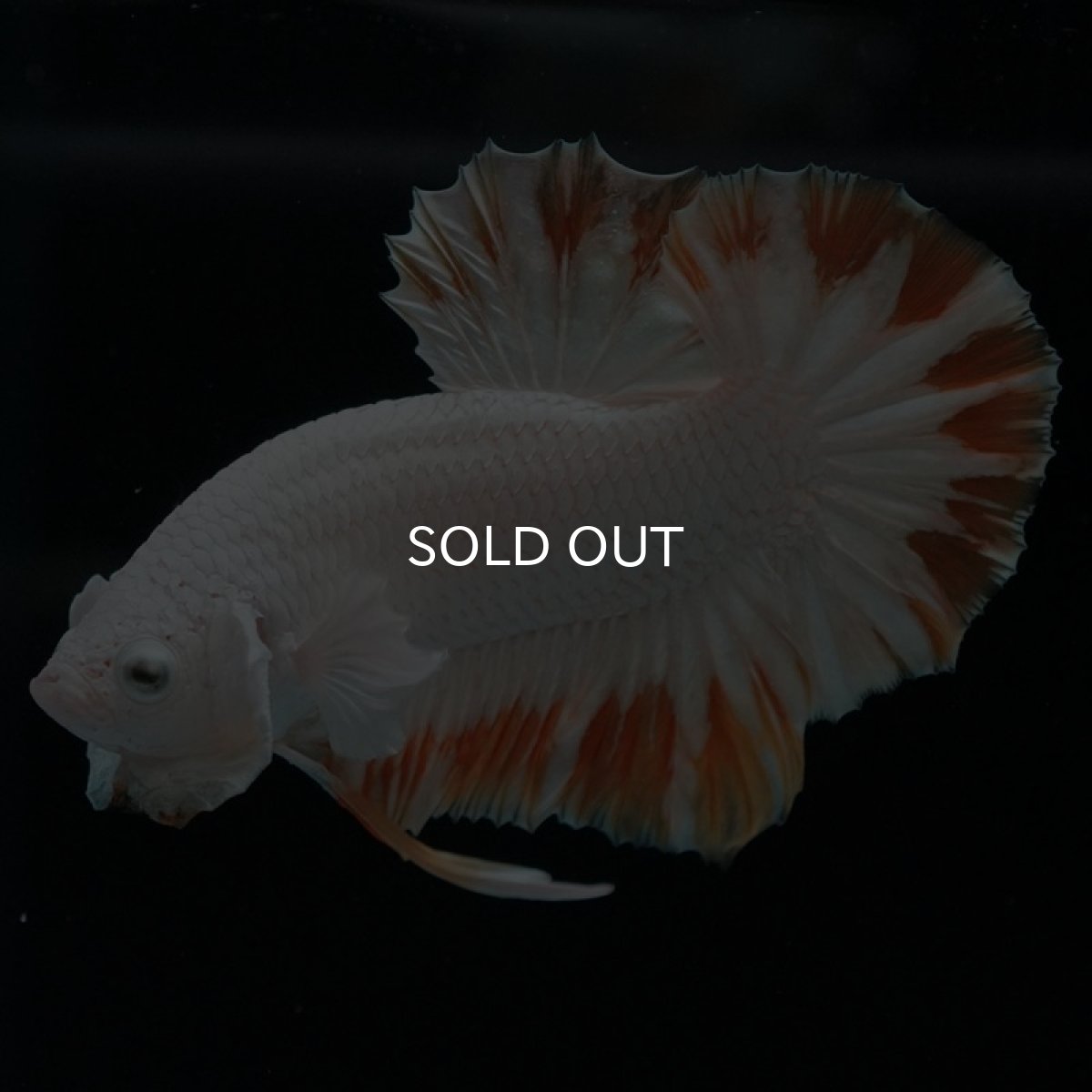 画像3: HMPK プラチナイエロードラゴン スノー (3)