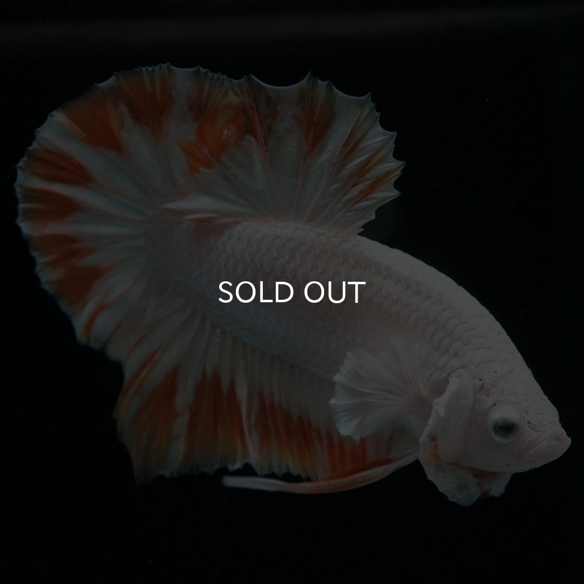 画像8: HMPK プラチナイエロードラゴン スノー (8)