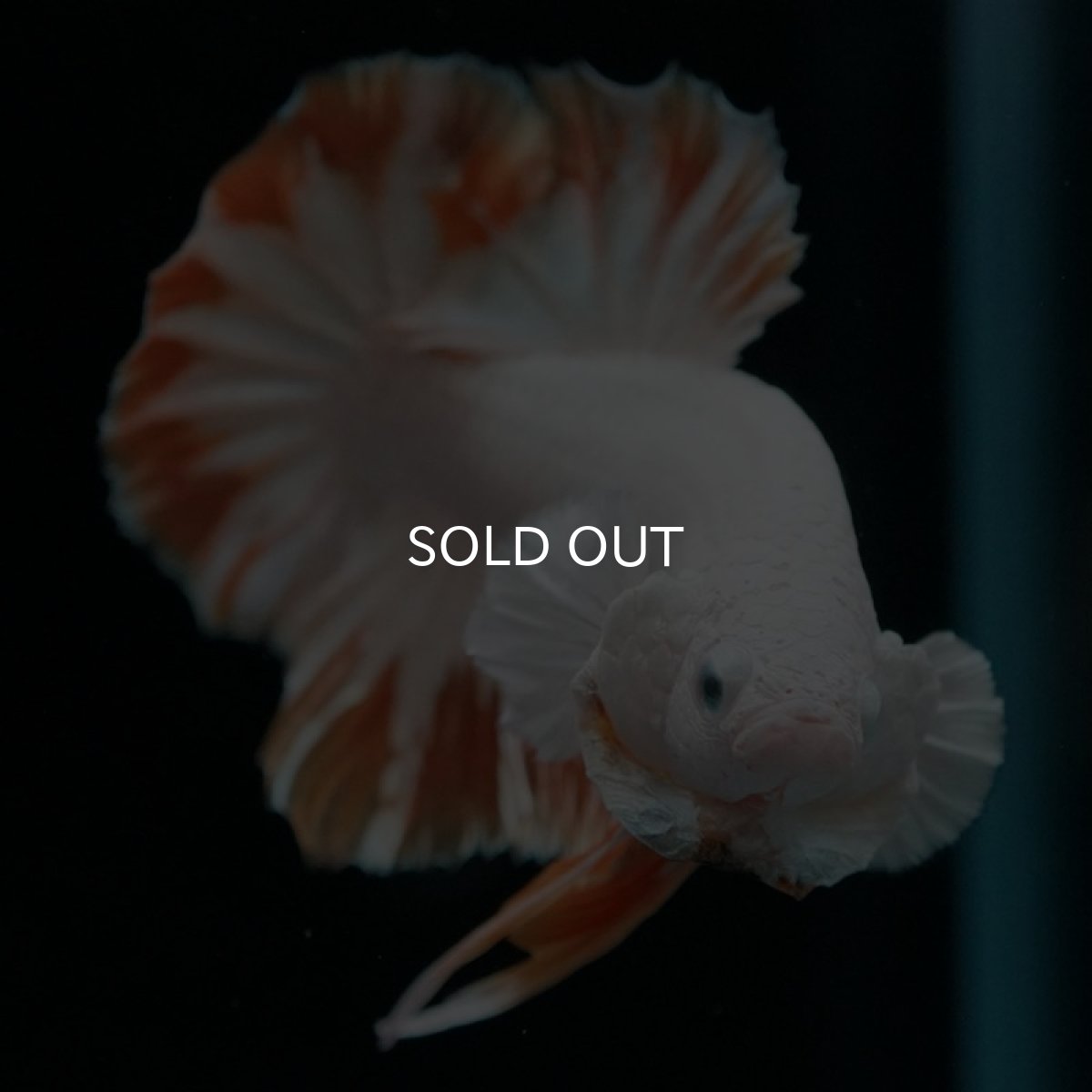 画像2: HMPK プラチナイエロードラゴン スノー (2)