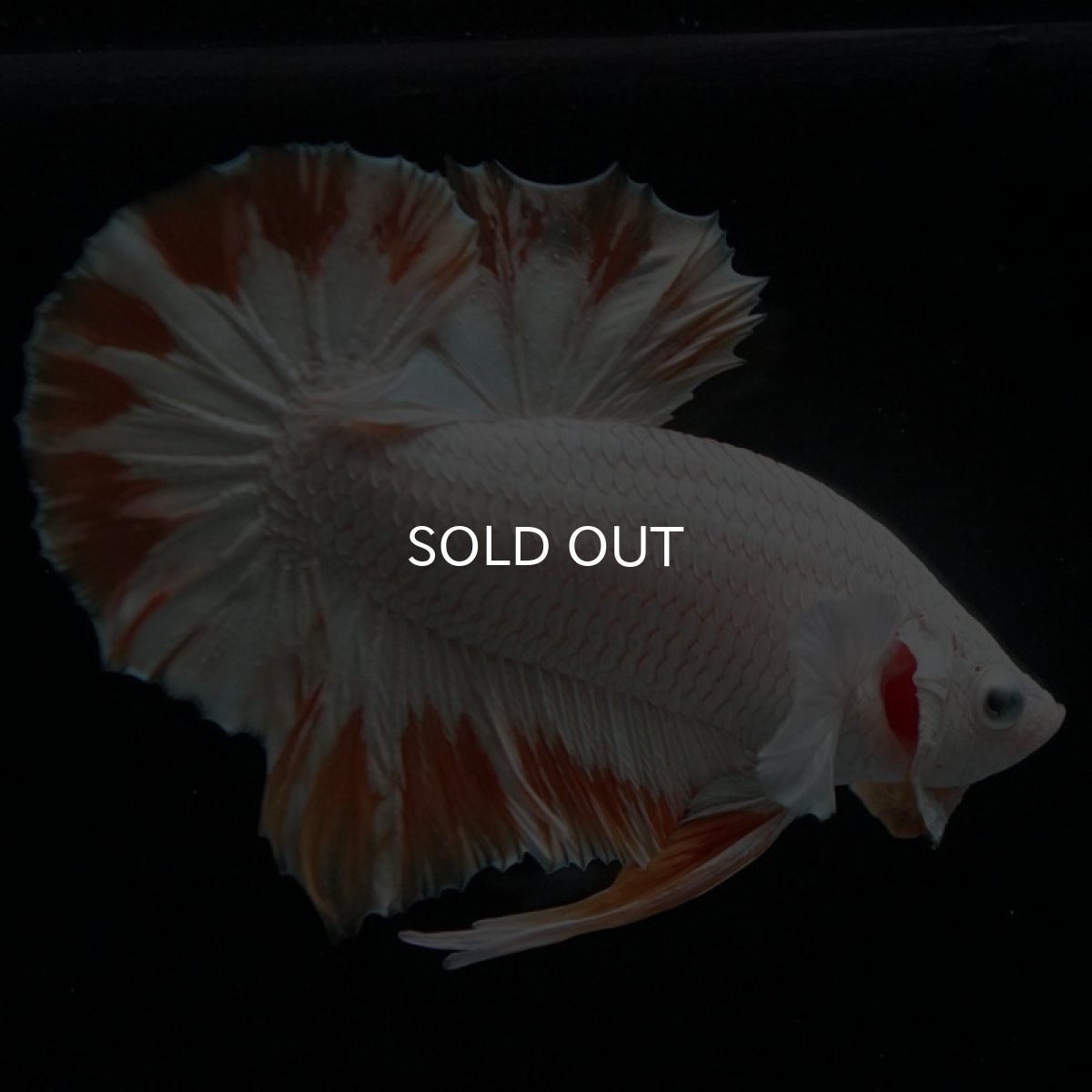 画像6: HMPK プラチナイエロードラゴン スノー (6)