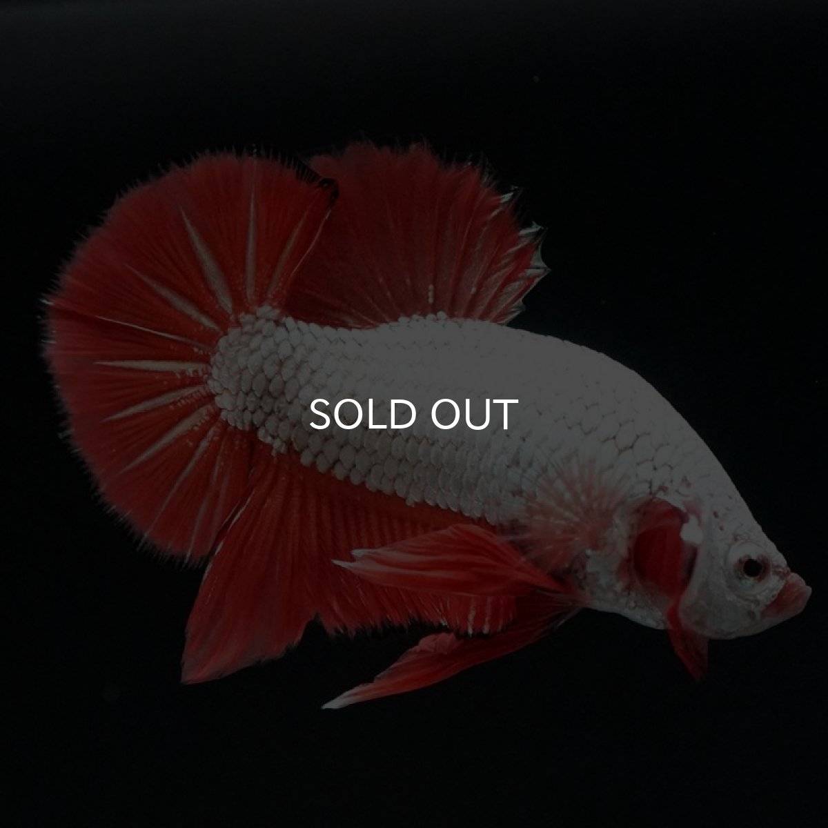 画像8: HMPK　プラチナオレンジドラゴン　ブラックエッジ (8)