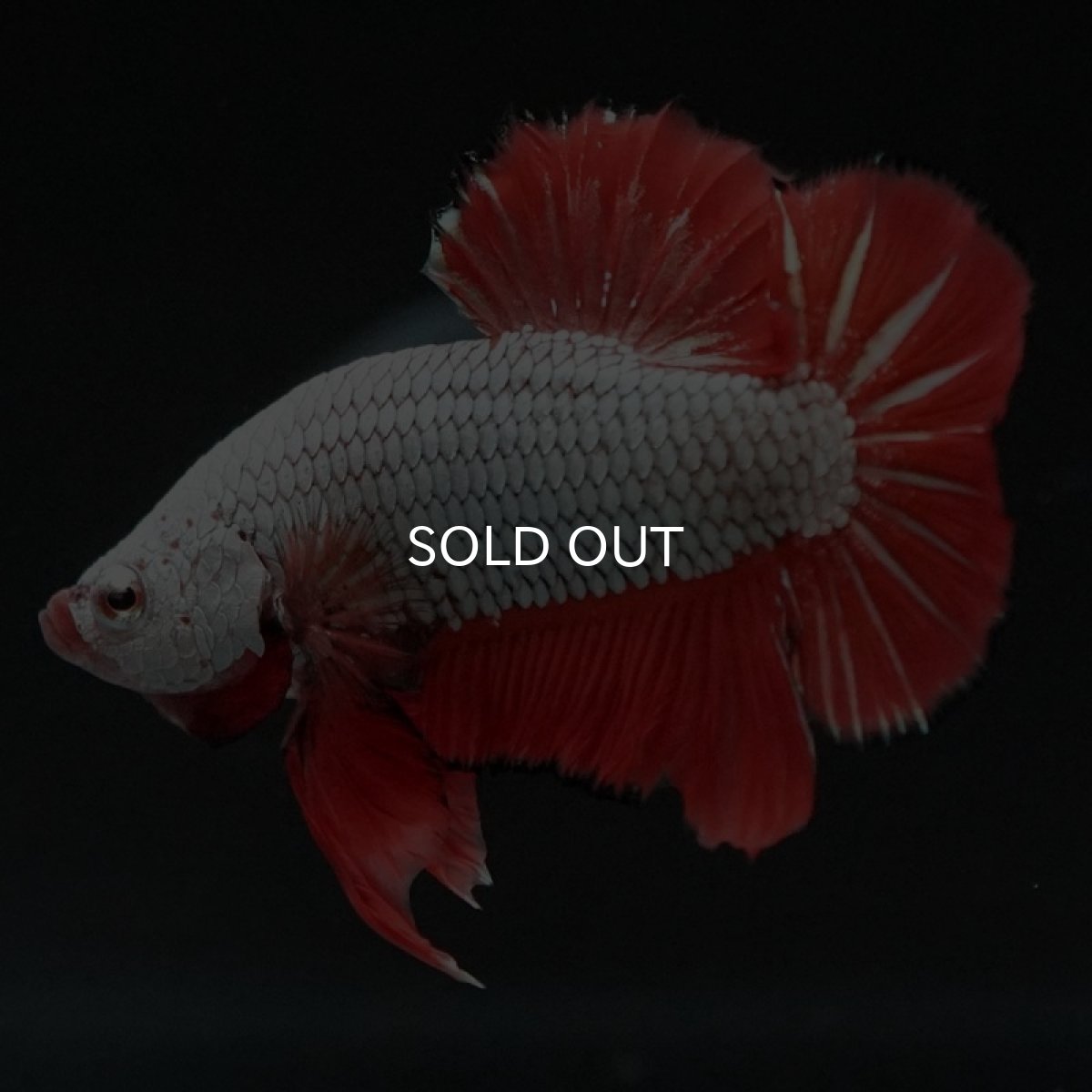 画像7: HMPK　プラチナオレンジドラゴン　ブラックエッジ (7)