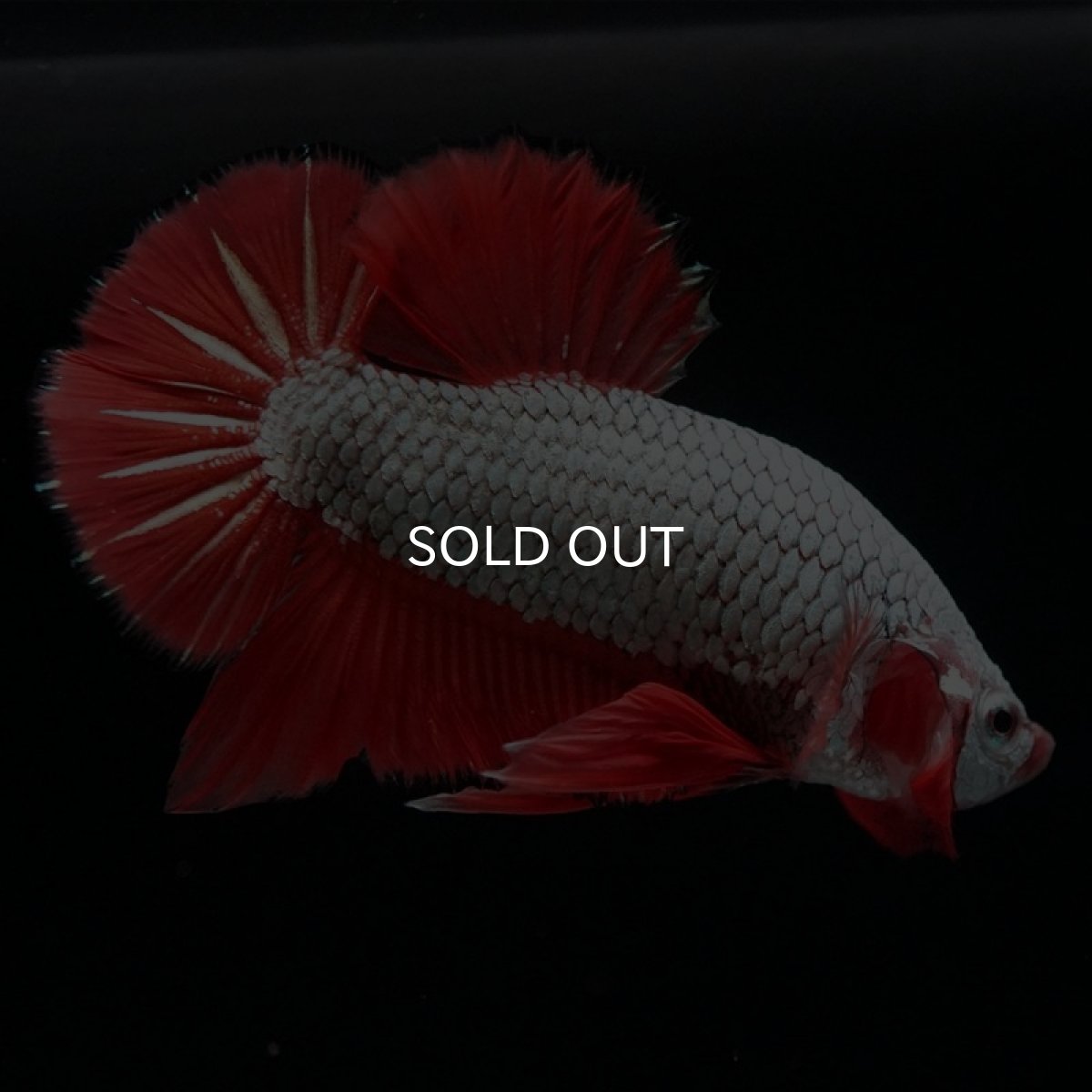 画像6: HMPK　プラチナオレンジドラゴン　ブラックエッジ (6)