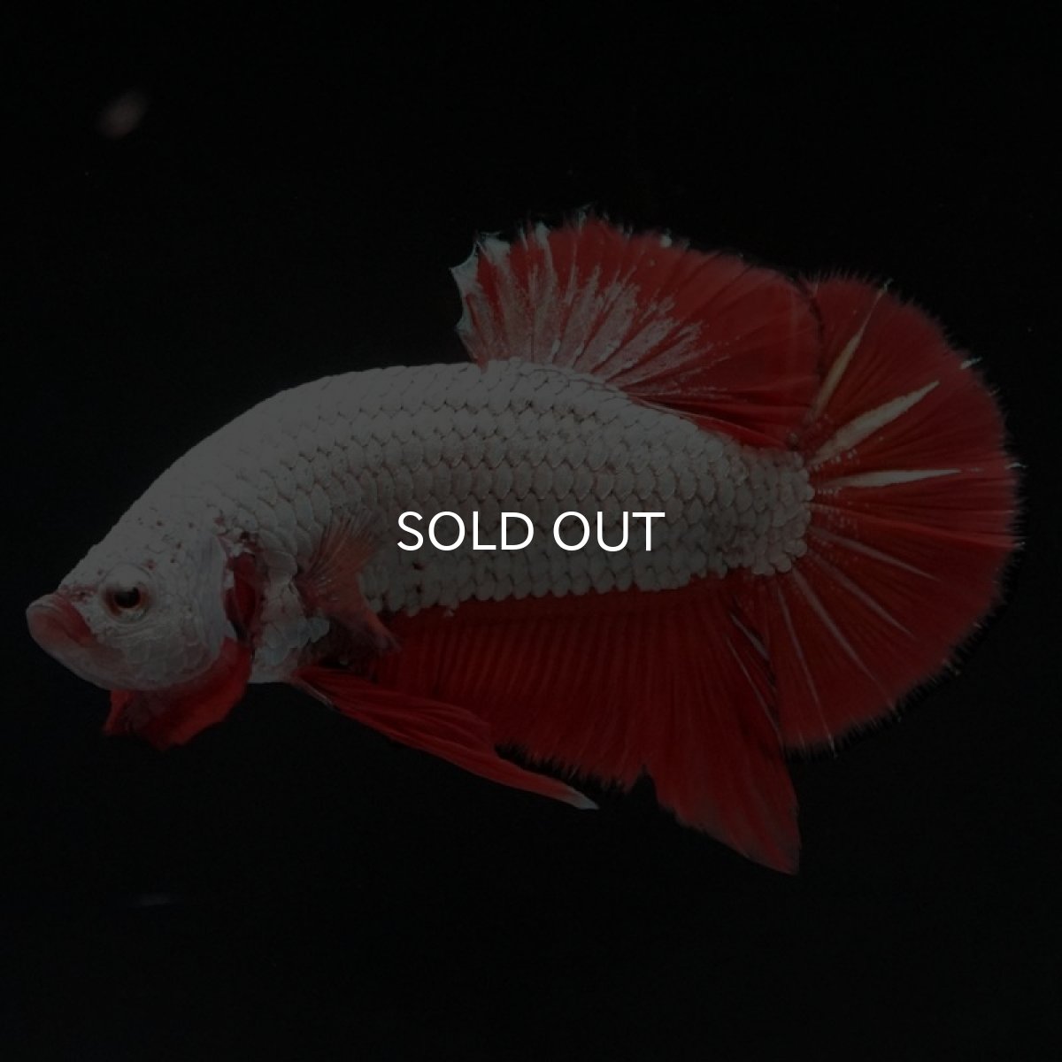 画像5: HMPK　プラチナオレンジドラゴン　ブラックエッジ (5)