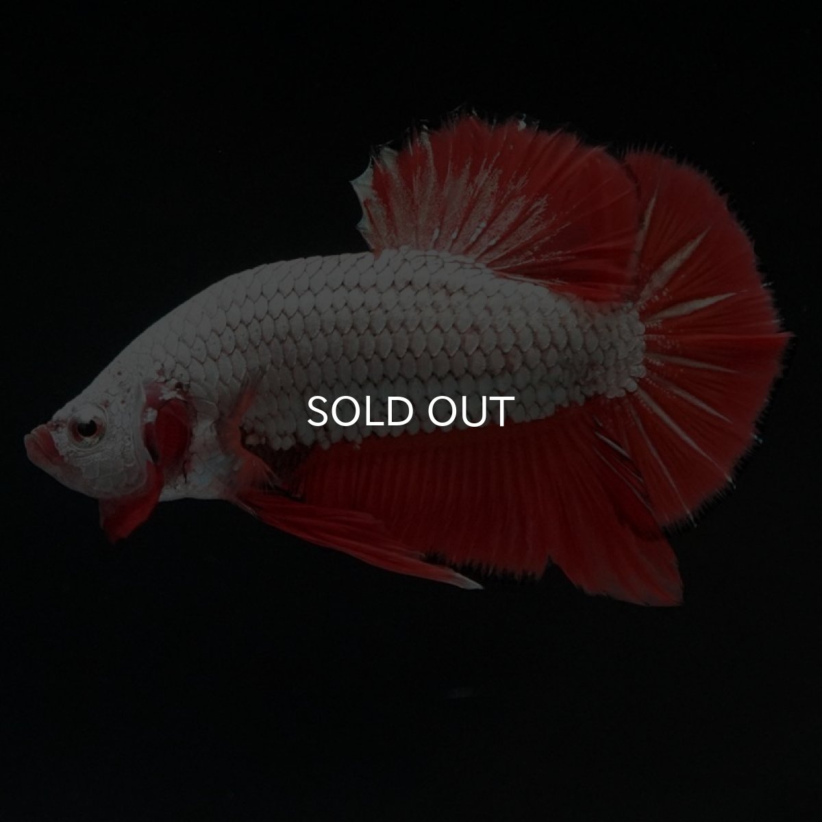 画像3: HMPK　プラチナオレンジドラゴン　ブラックエッジ (3)