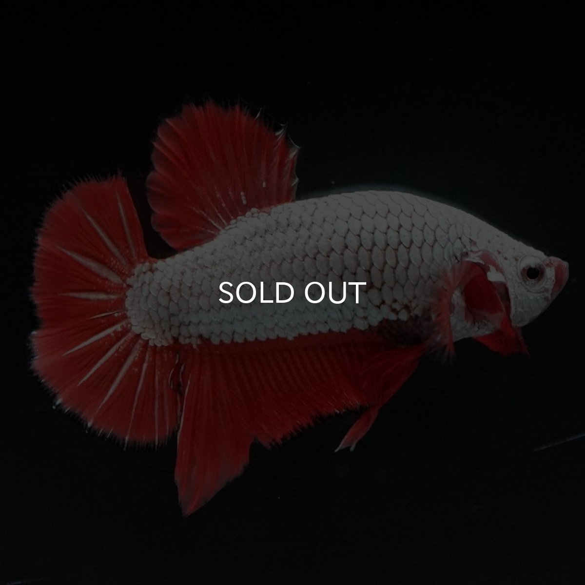 画像2: HMPK　プラチナオレンジドラゴン　ブラックエッジ (2)